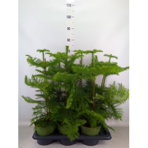 Araucaria heterophylla