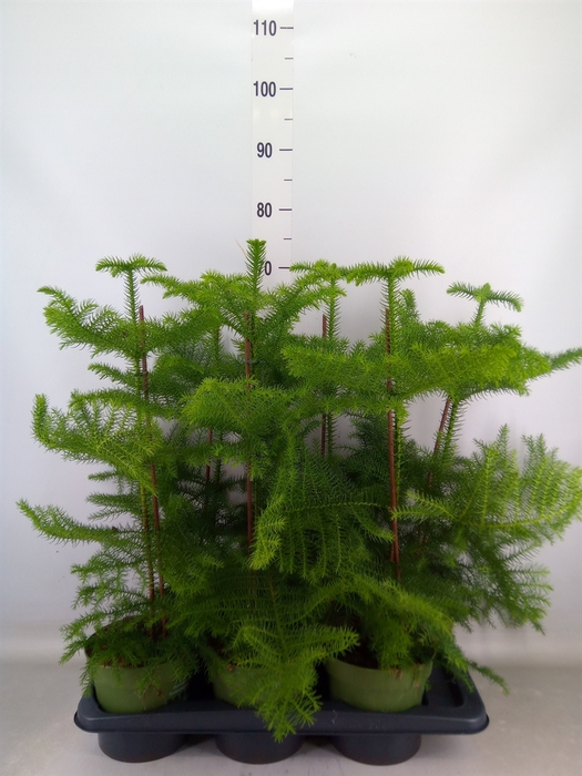 <h4>Araucaria heterophylla</h4>