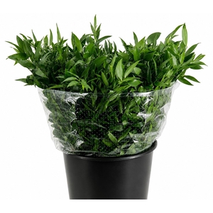 Ruscus aculeatus   ...klein blad