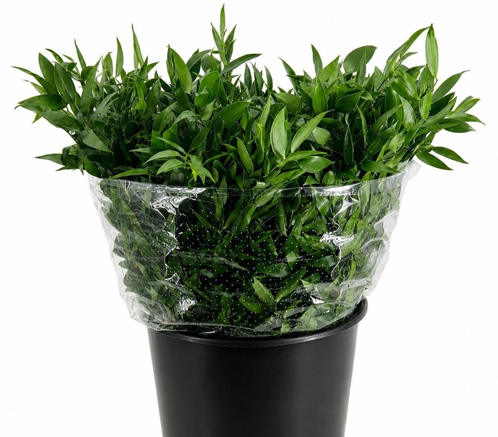 <h4>Ruscus aculeatus   ...klein blad</h4>