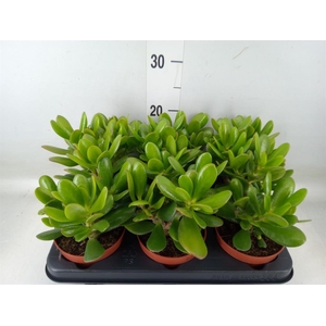 Crassula  'Magical Tree'