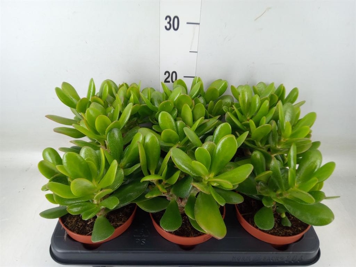 <h4>Crassula  'Magical Tree'</h4>