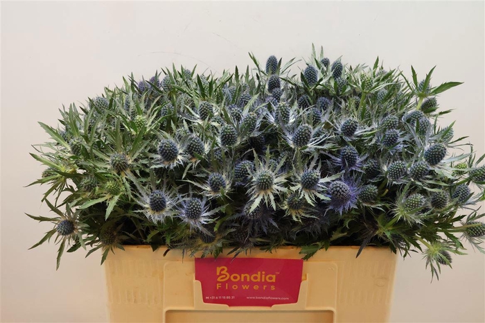 <h4>ERYN MAG BLUE LAGOON</h4>