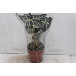ALOCASIA POLLY P17