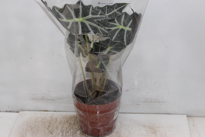 <h4>ALOCASIA POLLY P17</h4>