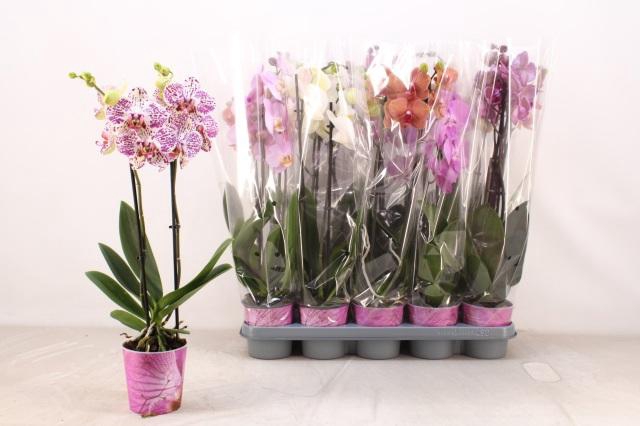 <h4>PHAL GEM 5 KL</h4>