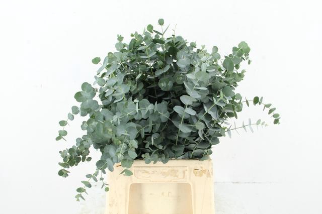 <h4>EUC GU AZURA 045CM</h4>