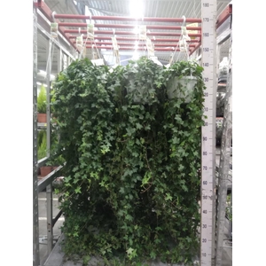 Hedera helix 'Pittsburgh'