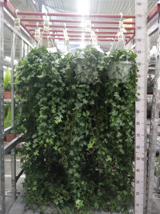 <h4>Hedera helix 'Pittsburgh'</h4>