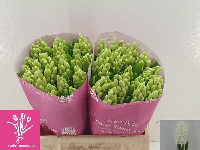 <h4>HYAC TOP WHITE</h4>