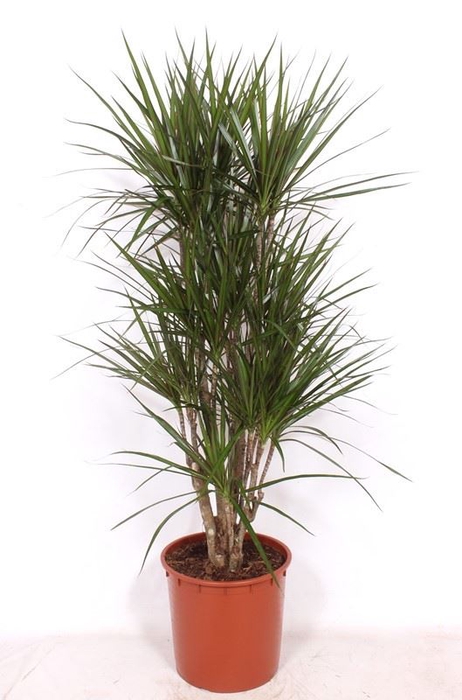 Dracaena marginata