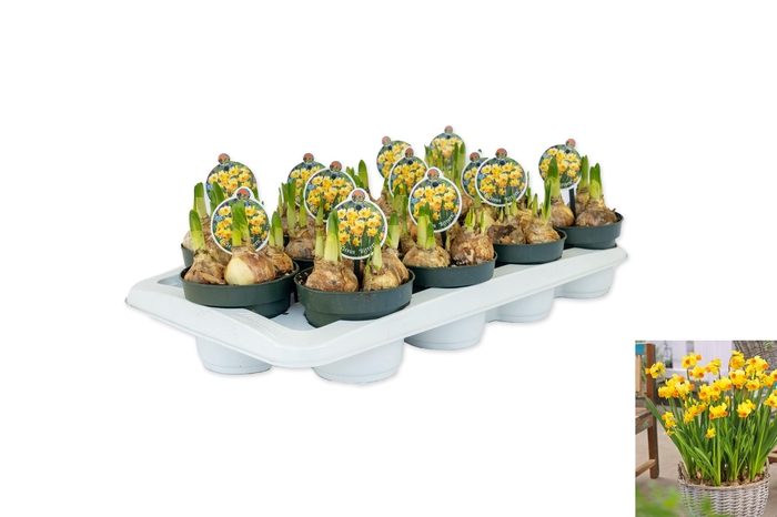 <h4>Narcissus Bittern</h4>