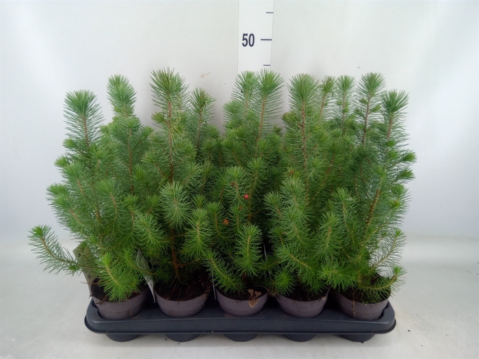 <h4>Pinus pinea 'Silver Crest'</h4>