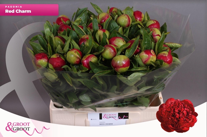 <h4>Paeonia Red Charm | XXL</h4>