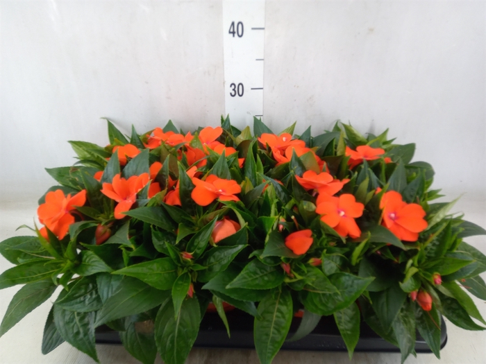 <h4>Impatiens NG 'ColPow Orange Red'</h4>