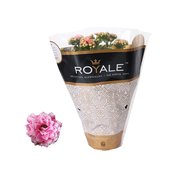 <h4>Kalanchoe Rosalina 12cm Royale Alano roze/wit</h4>