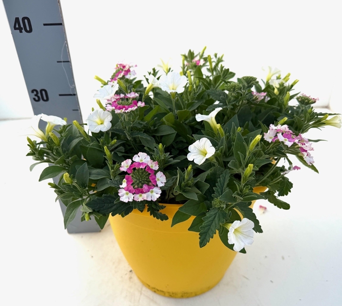 <h4>OVERIGE PERKPL</h4>