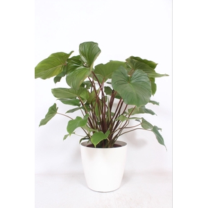 Homalomena 'Maggy' in San Remo 