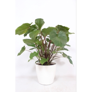 Homalomena 'Maggy' in San Remo 