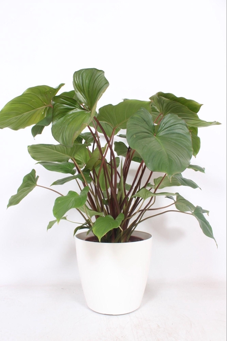 <h4>Homalomena 'Maggy' in San Remo "wit"</h4>