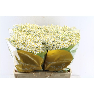 Tanacetum Single Vegmo