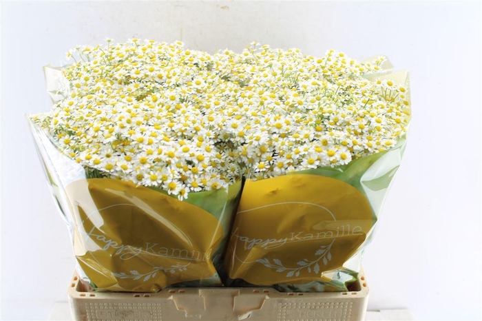 <h4>Tanacetum Single Vegmo</h4>