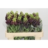 Fritillaria Persica
