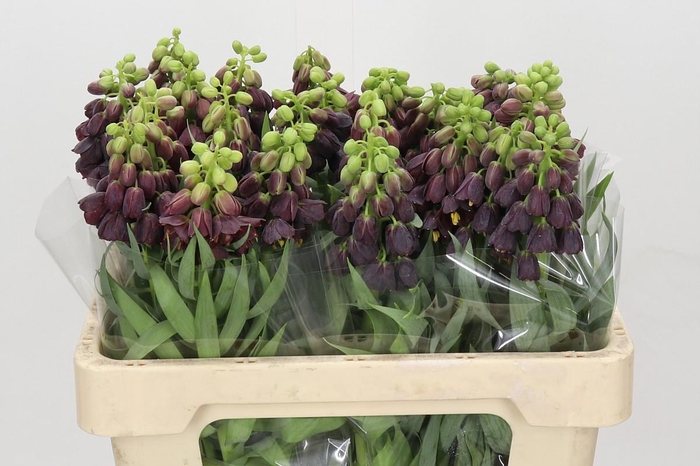 <h4>Fritillaria Persica</h4>