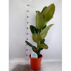 Ficus elastica 'Robusta'