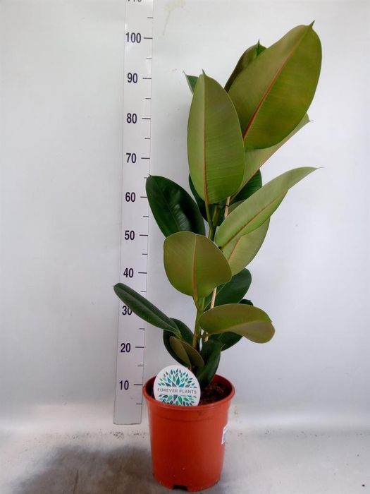 <h4>Ficus elastica 'Robusta'</h4>