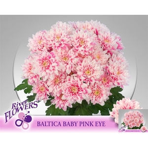 Chr T Baltica Klb H%