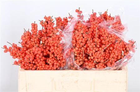 <h4>Ilex Ve Winter Gold</h4>