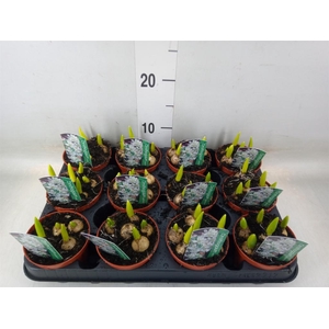 Ornithogalum balansae