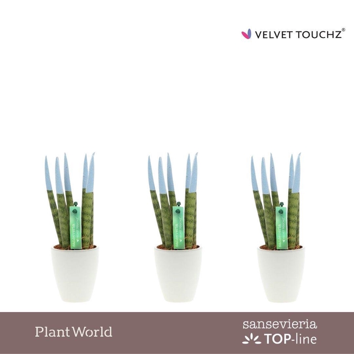 <h4>Sansevieria VELVET TOUCHZ® Pastel blauw in Osaka keramiek</h4>