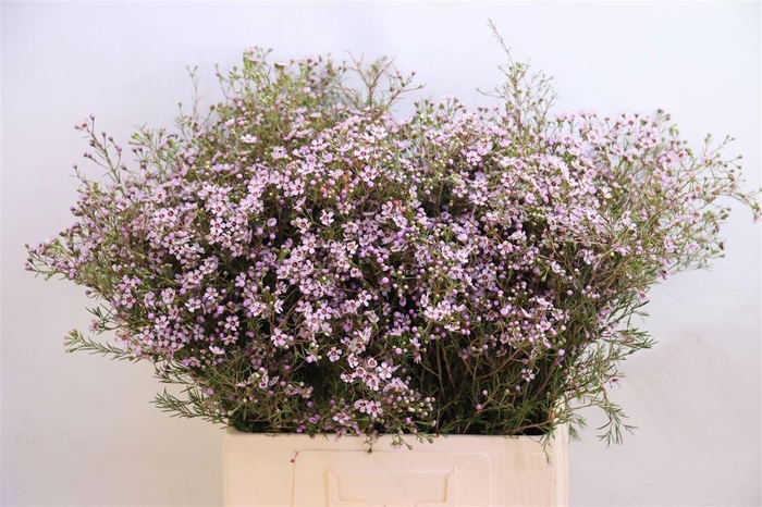 <h4>CHAME UN JUPITER SOL</h4>