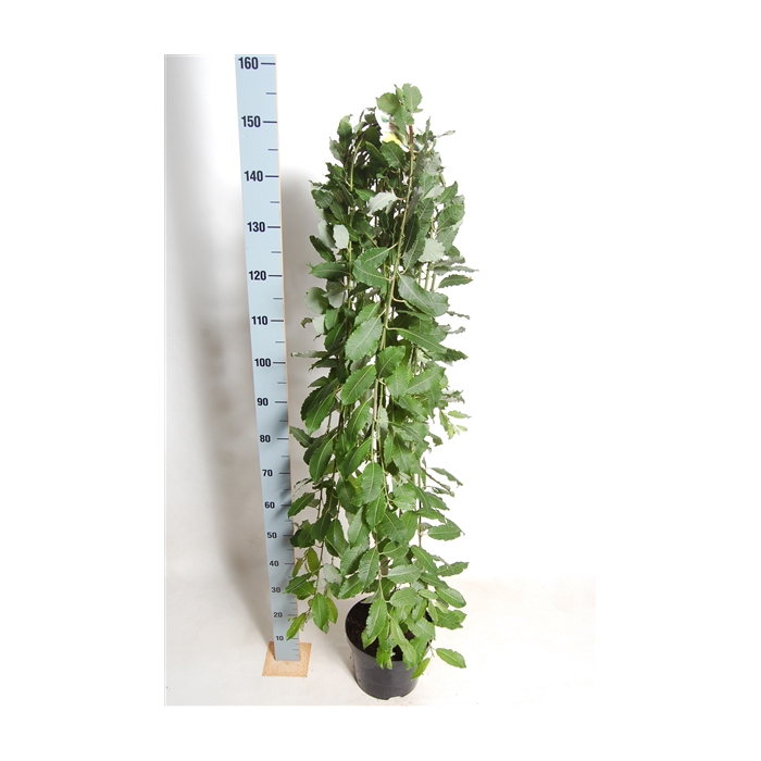 <h4>Salix capr.Kilmarnock 120cm stam C7,5</h4>