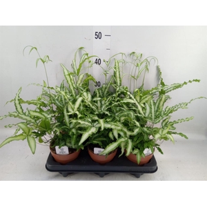 Pteris cretica 'Albolineata'