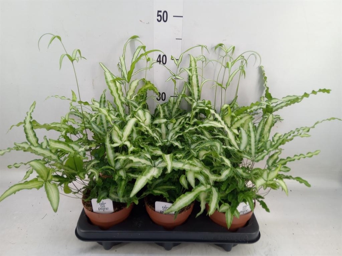 <h4>Pteris cretica 'Albolineata'</h4>