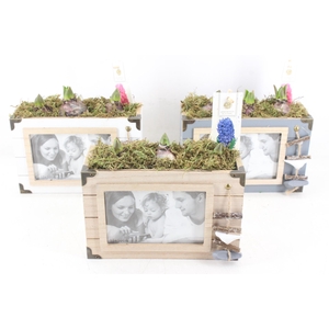 arr4 Hyacint FL - Photo booth