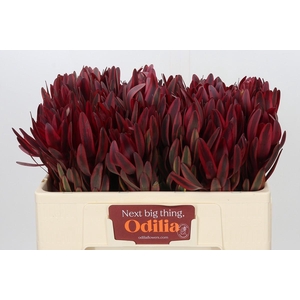 Leucadendron Jester