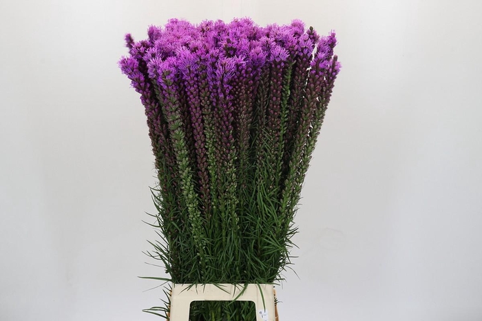 <h4>Liatris Spicata</h4>