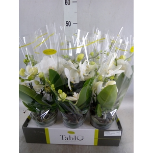 Phalaenopsis   ...white