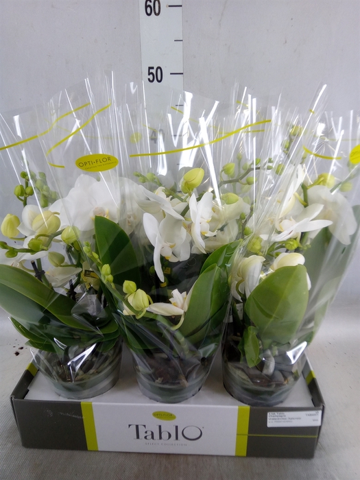 <h4>Phalaenopsis   ...white</h4>
