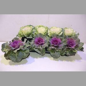 Brassica (sierkool) Mixtray