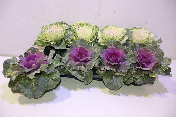 <h4>Brassica (sierkool) Mixtray</h4>