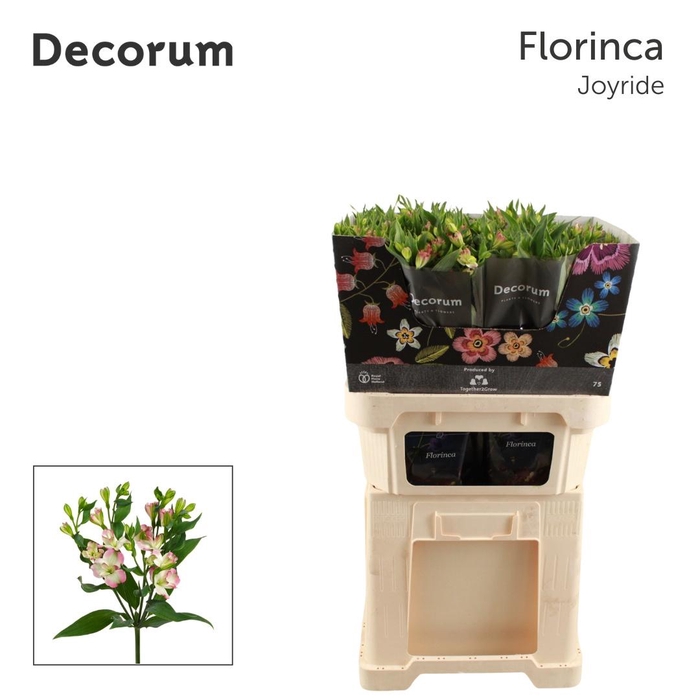 <h4>ALST FL JOY RIDE</h4>