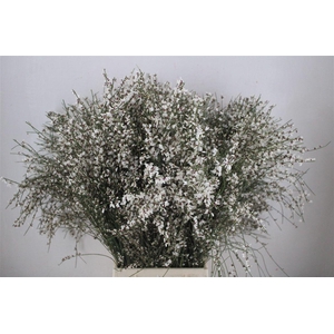 Ginster 400gr White P Bunch