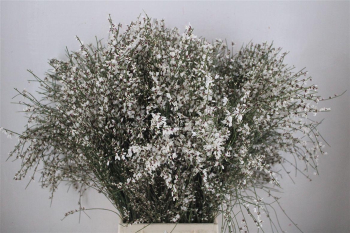 <h4>Ginster 400gr White P Bunch</h4>