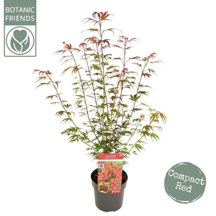 Acer palmatum Shaina