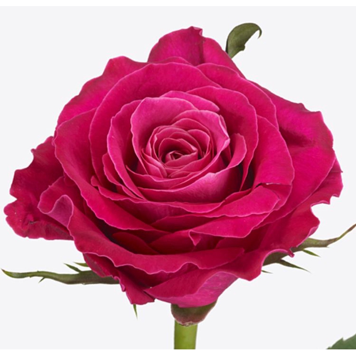 <h4>Rosa Moviestar</h4>